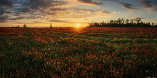 Jetelíček | Petr Fiala