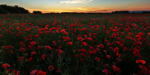 Makové pole - Petr Fiala