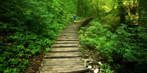 Lesní cestičkou | Petr Fiala