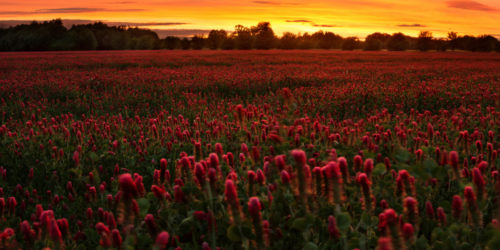 Ohnivý večer v jetelovém poli | Petr Fiala